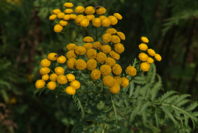 Tanacetum vulgareBoerenwormkruid bestellen